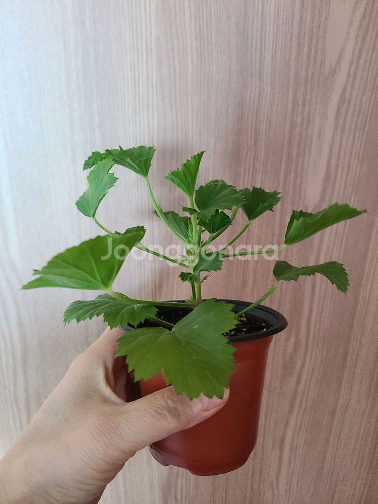 리갈제라늄 보넨트 택포함--3