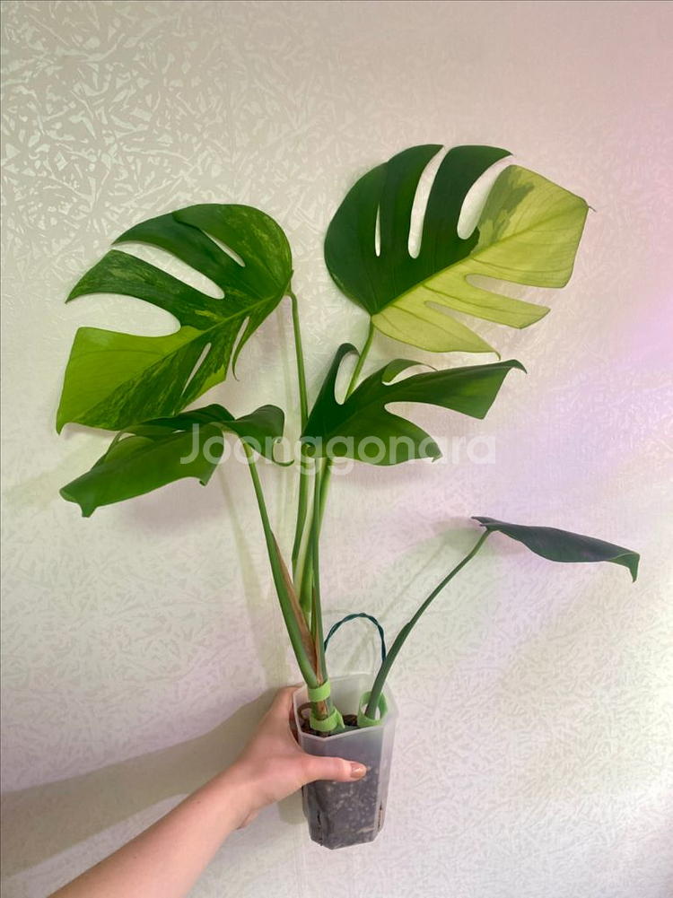 보르시지아나 민트 몬스테라--0