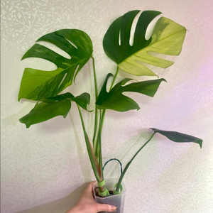 보르시지아나 민트 몬스테라