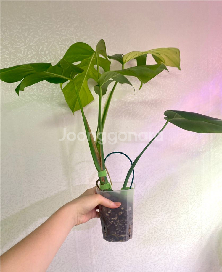 보르시지아나 민트 몬스테라--5