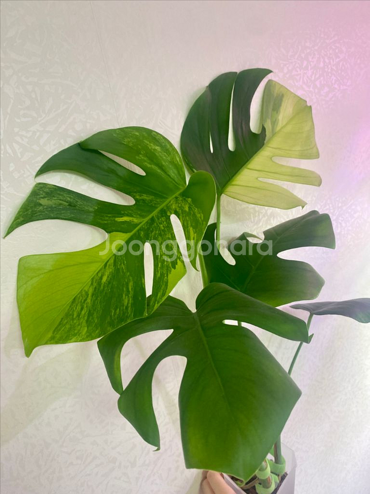 보르시지아나 민트 몬스테라--1