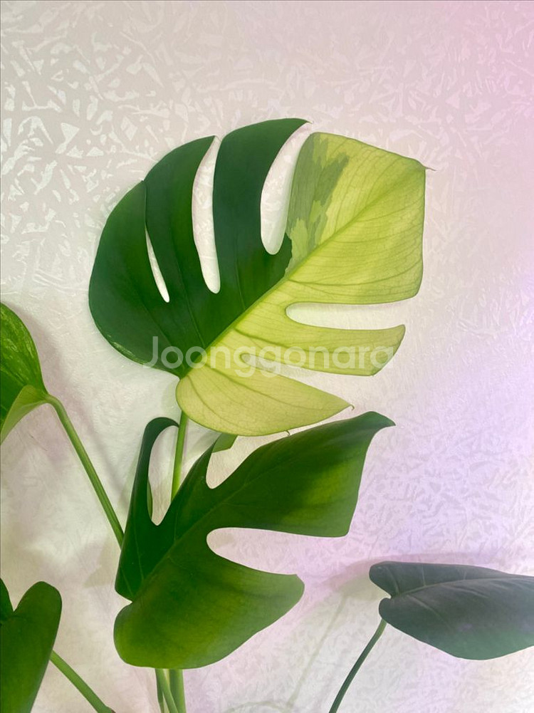 보르시지아나 민트 몬스테라--2