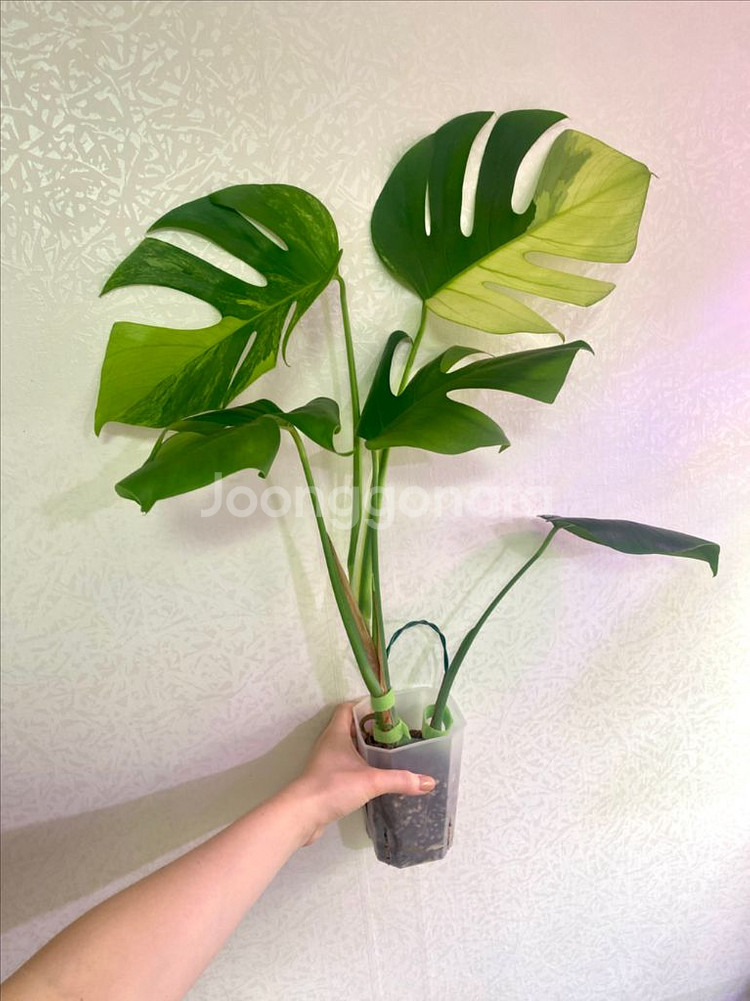 보르시지아나 민트 몬스테라--6