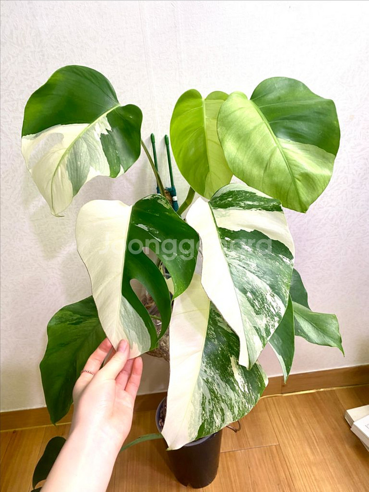 보르시지아나 민트 몬스테라--7