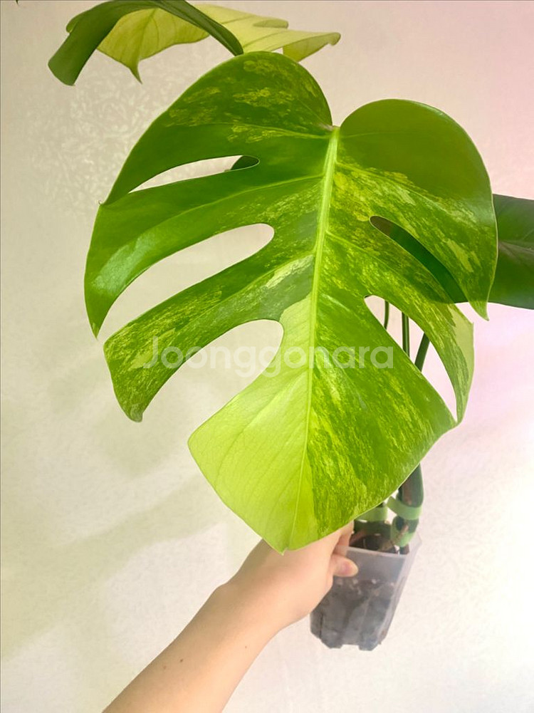 보르시지아나 민트 몬스테라--4