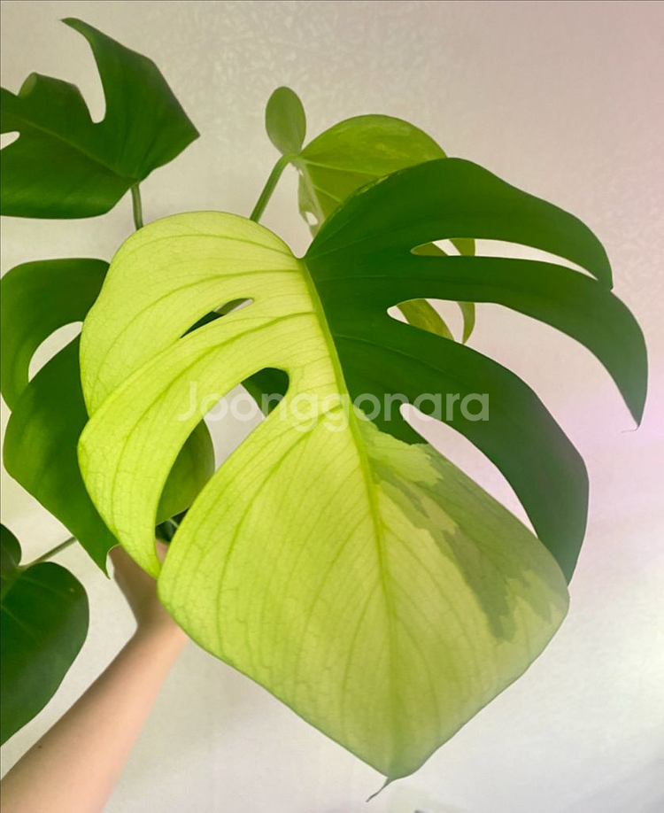 보르시지아나 민트 몬스테라--3