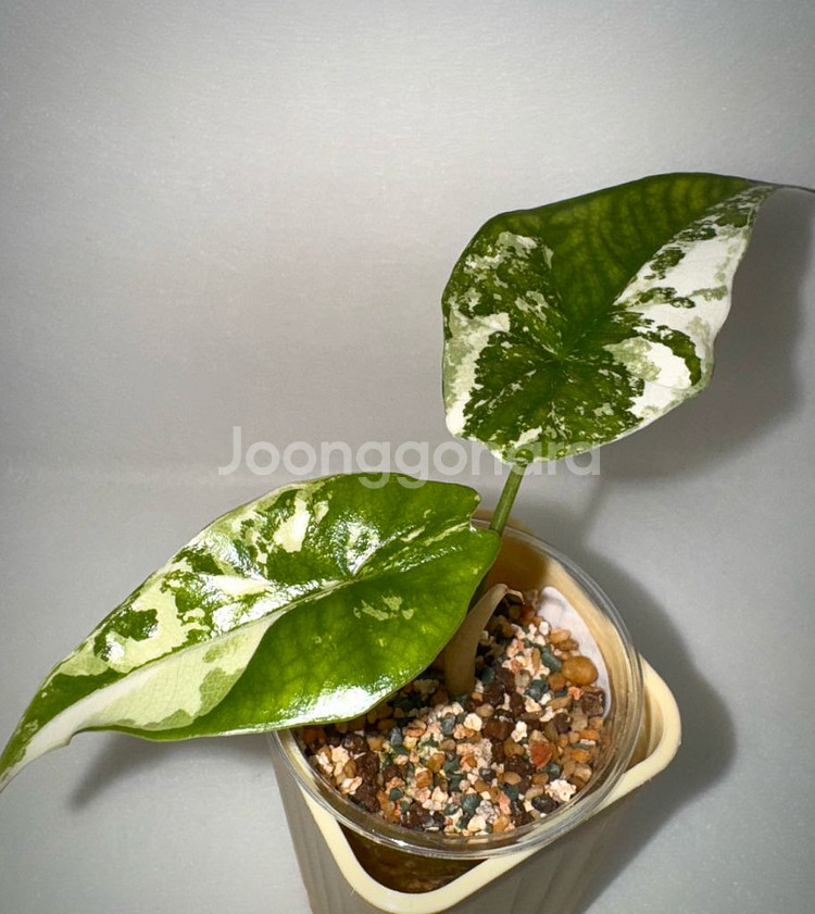 알로카시아 심포 화이트 알보 바리에가타--0