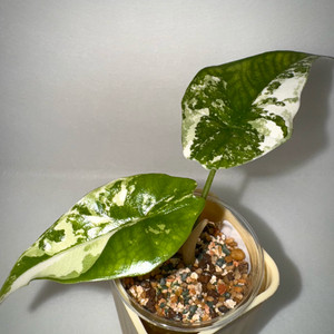 알로카시아 심포 화이트 알보 바리에가타