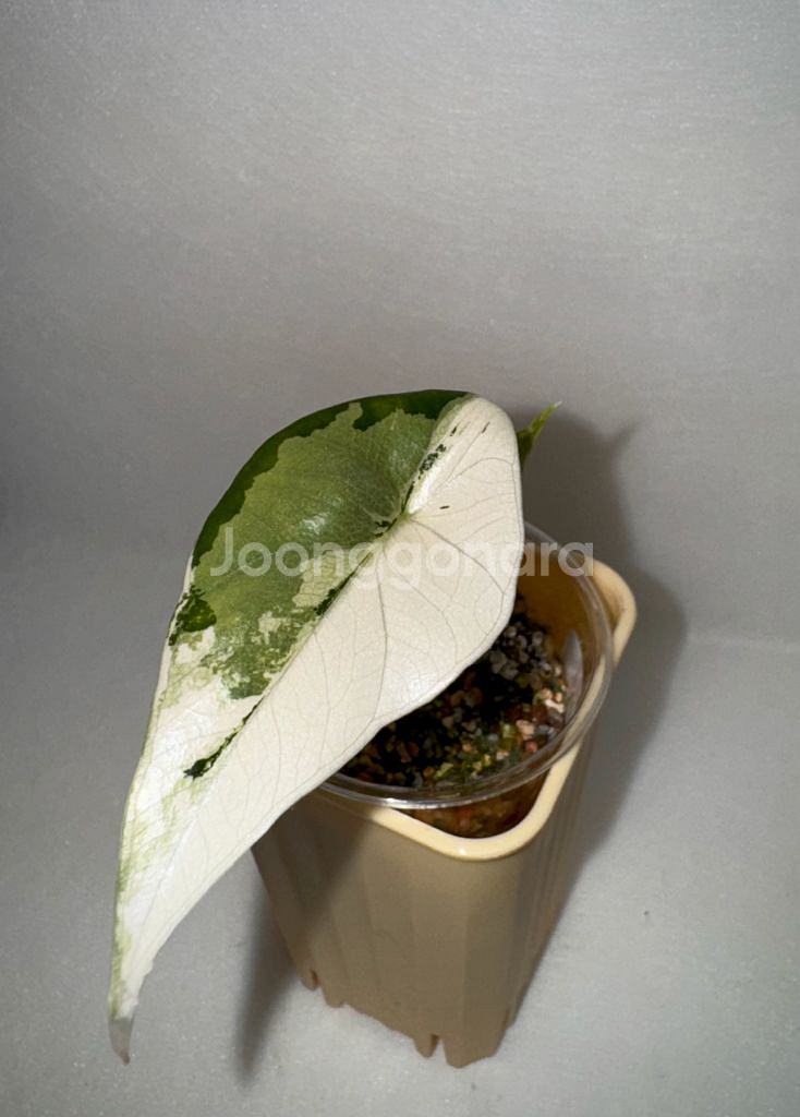 알로카시아 심포 화이트 알보 바리에가타--3
