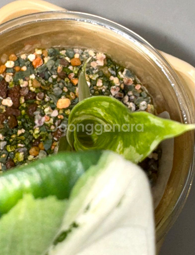 알로카시아 심포 화이트 알보 바리에가타--5