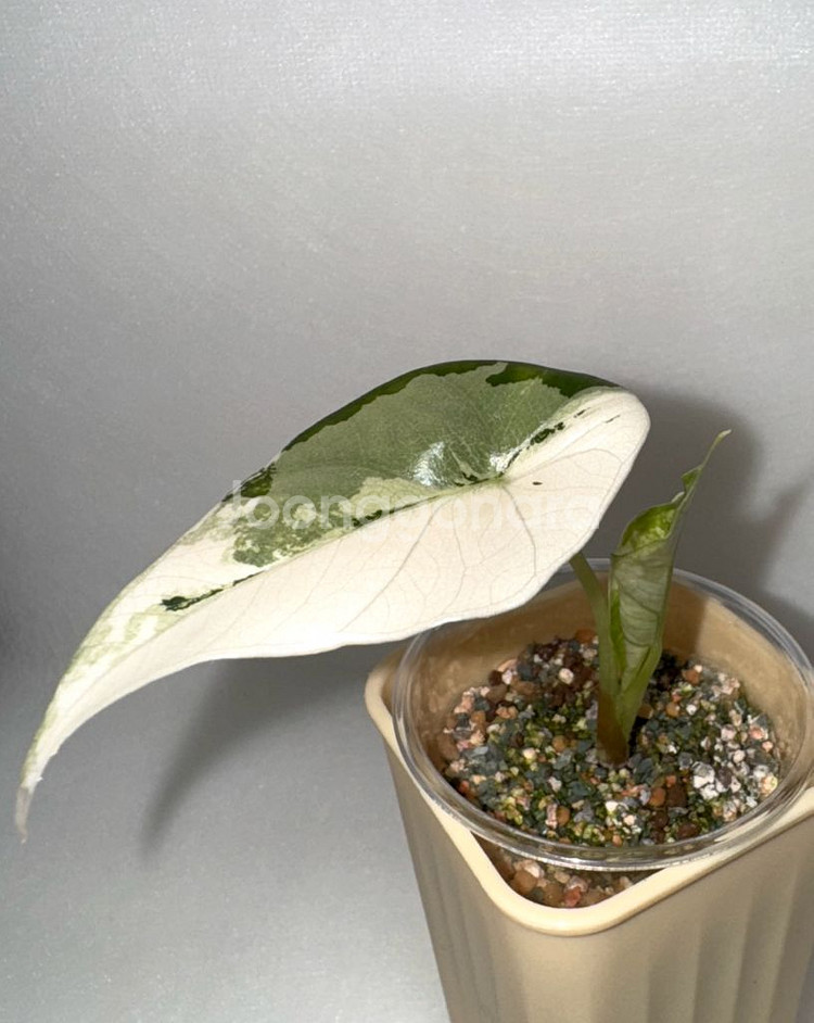 알로카시아 심포 화이트 알보 바리에가타--4