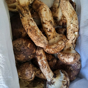 일월산 송이버섯 능이버섯 팝니다 이미지