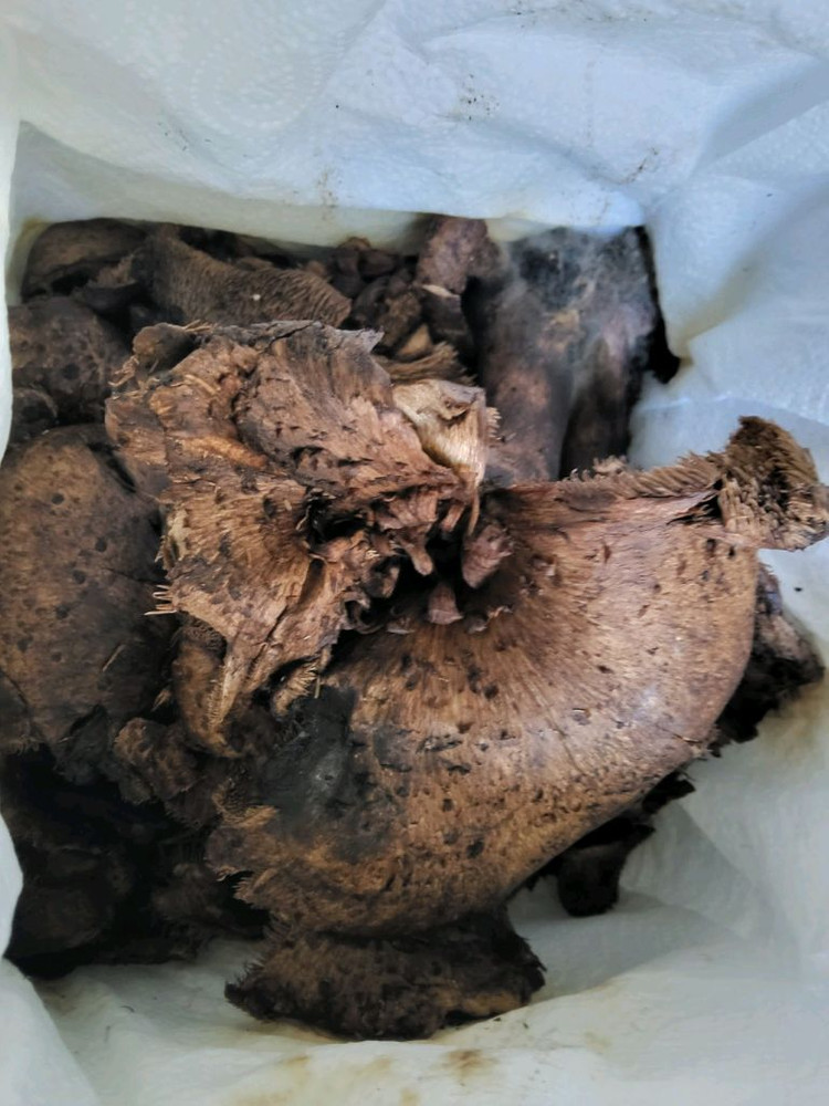 일월산 송이버섯 능이버섯 팝니다 이미지