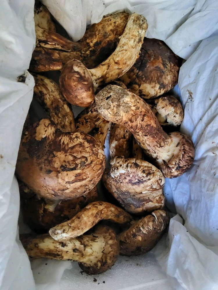 일월산 송이버섯 능이버섯 팝니다 이미지