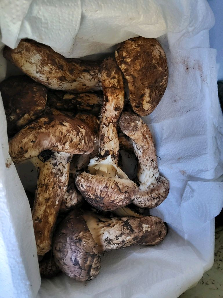 일월산 송이버섯 능이버섯 팝니다 이미지