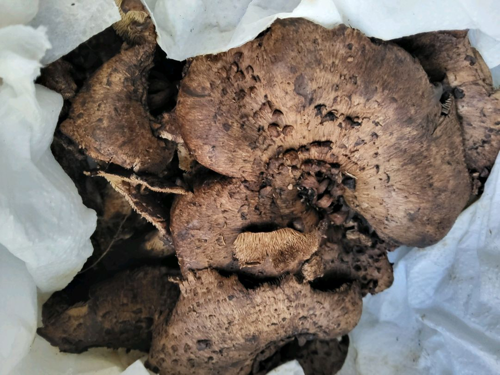 일월산 송이버섯 능이버섯 팝니다 이미지