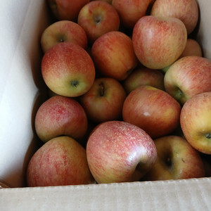 예산 사과 정과 10KG판매합니다.