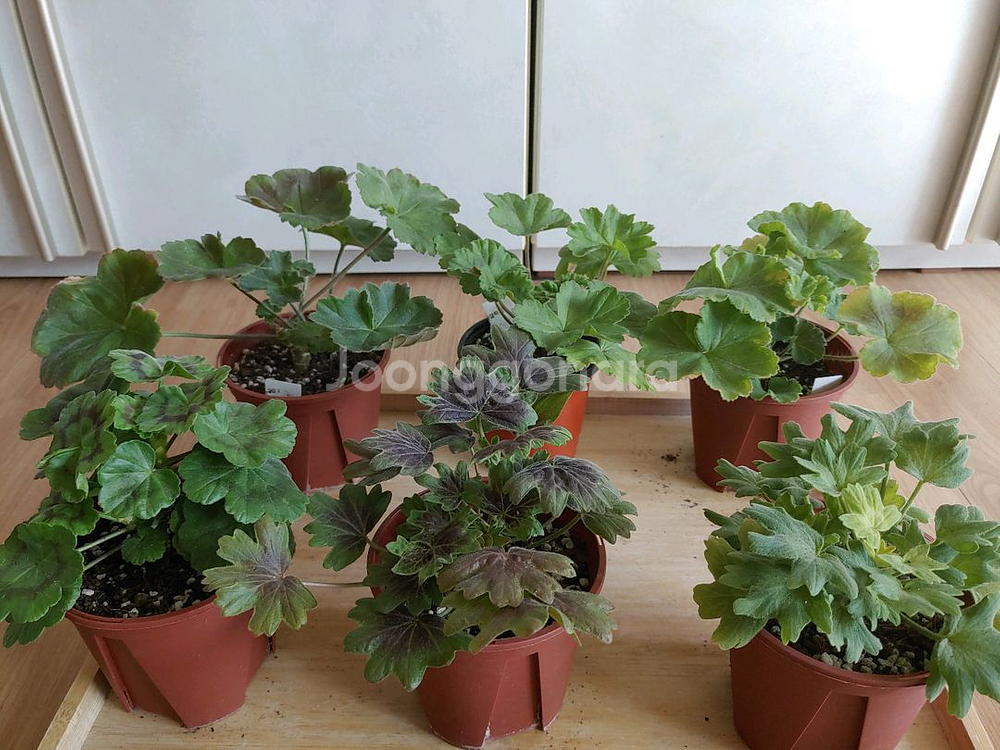 제라늄 6종 일괄(K,스텔라,러시아)--0