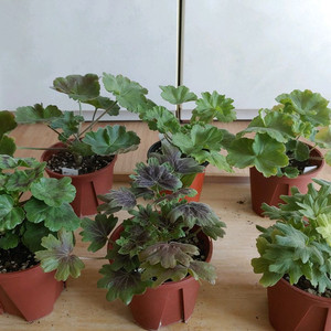 제라늄 6종 일괄(K,스텔라,러시아)