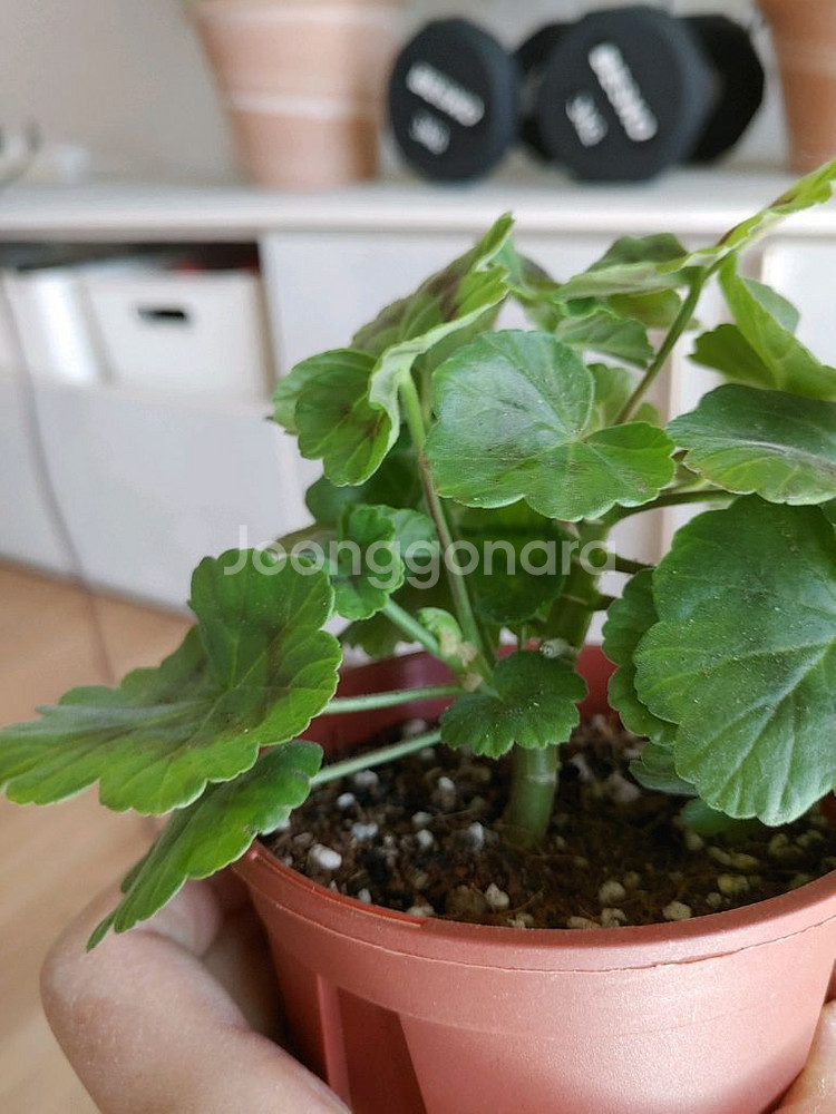 제라늄 6종 일괄(K,스텔라,러시아)--2