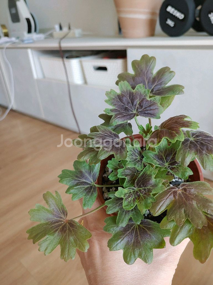 제라늄 6종 일괄(K,스텔라,러시아)--3