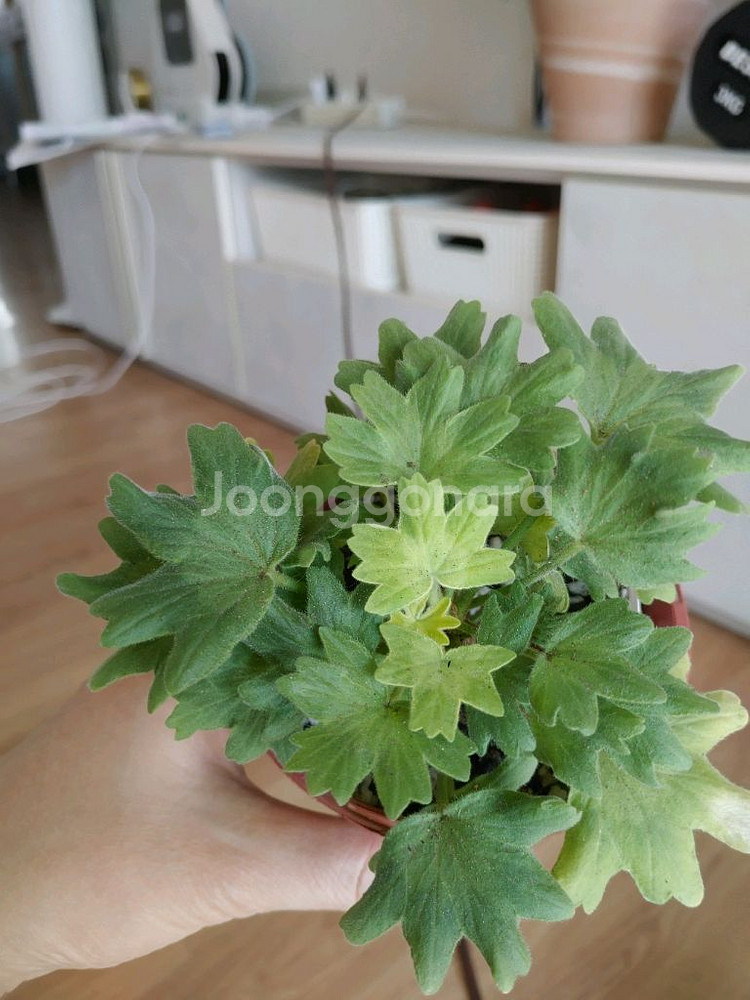 제라늄 6종 일괄(K,스텔라,러시아)--4