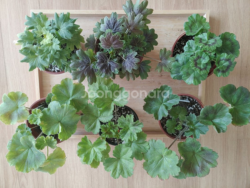 제라늄 6종 일괄(K,스텔라,러시아)--1