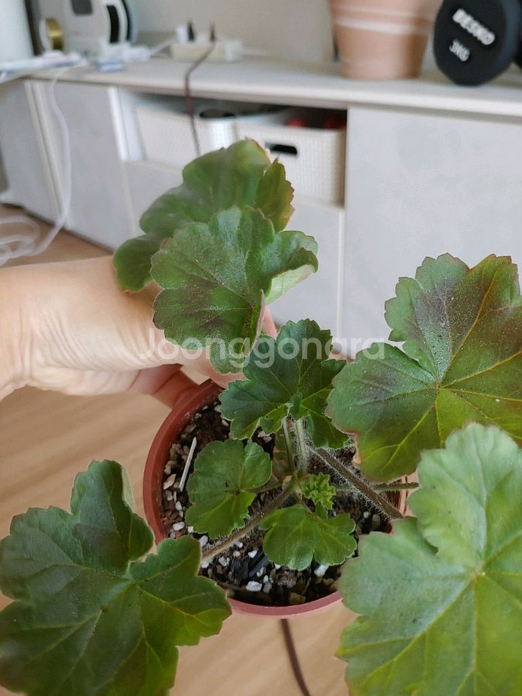 제라늄 6종 일괄(K,스텔라,러시아)--5