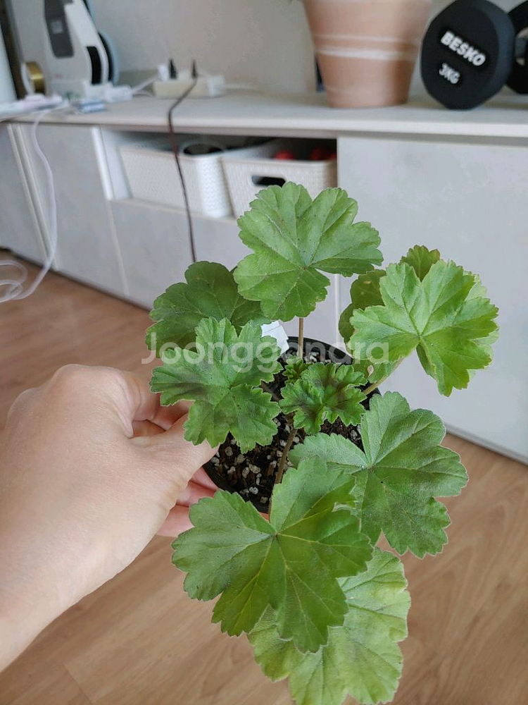 제라늄 6종 일괄(K,스텔라,러시아)--6