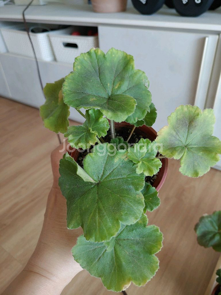 제라늄 6종 일괄(K,스텔라,러시아)--7