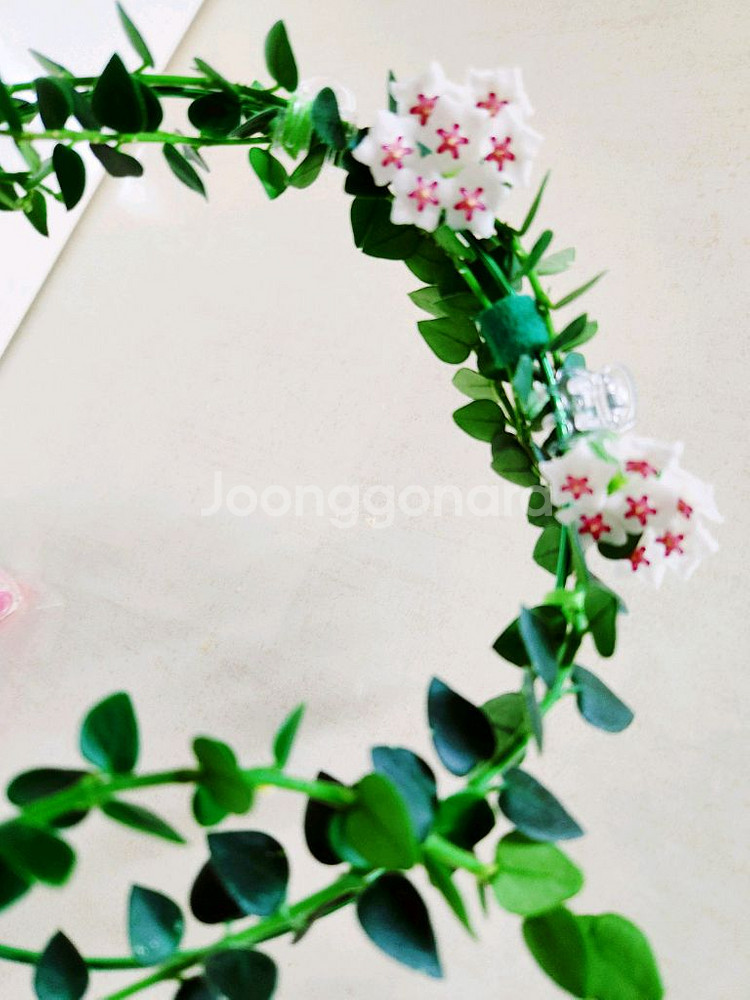 호야칭흥엔시스--0