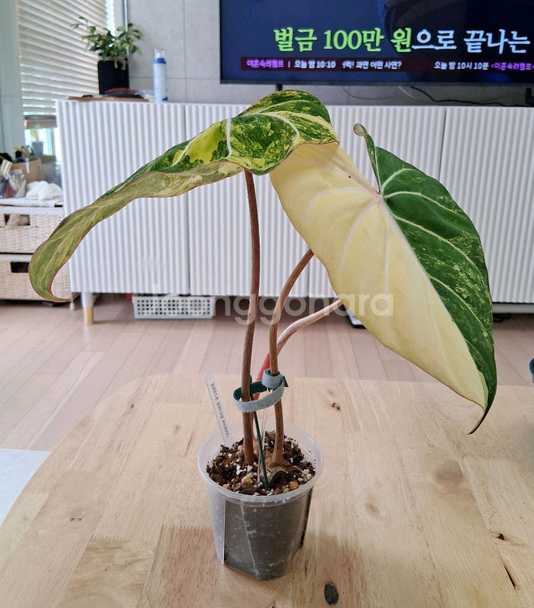 필로덴드론 글로리오섬 바리에가타--0