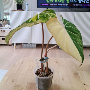 필로덴드론 글로리오섬 바리에가타