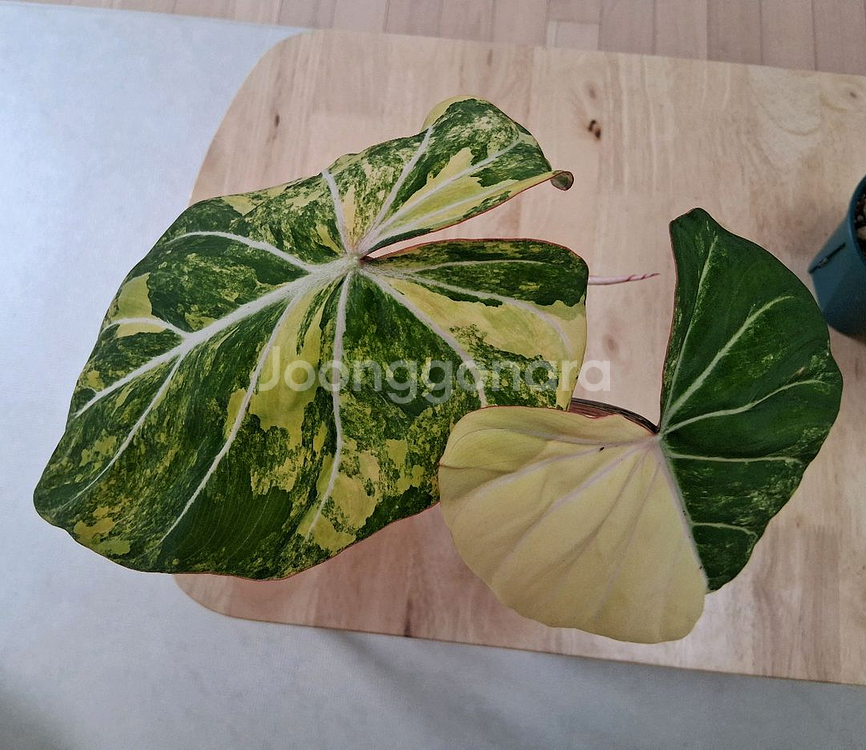 필로덴드론 글로리오섬 바리에가타--1