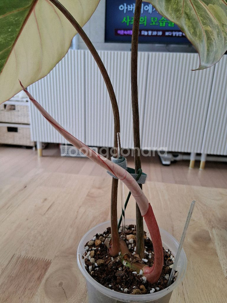 필로덴드론 글로리오섬 바리에가타--4