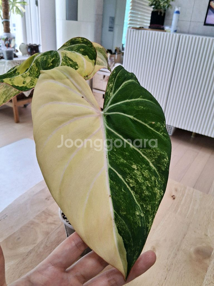 필로덴드론 글로리오섬 바리에가타--3