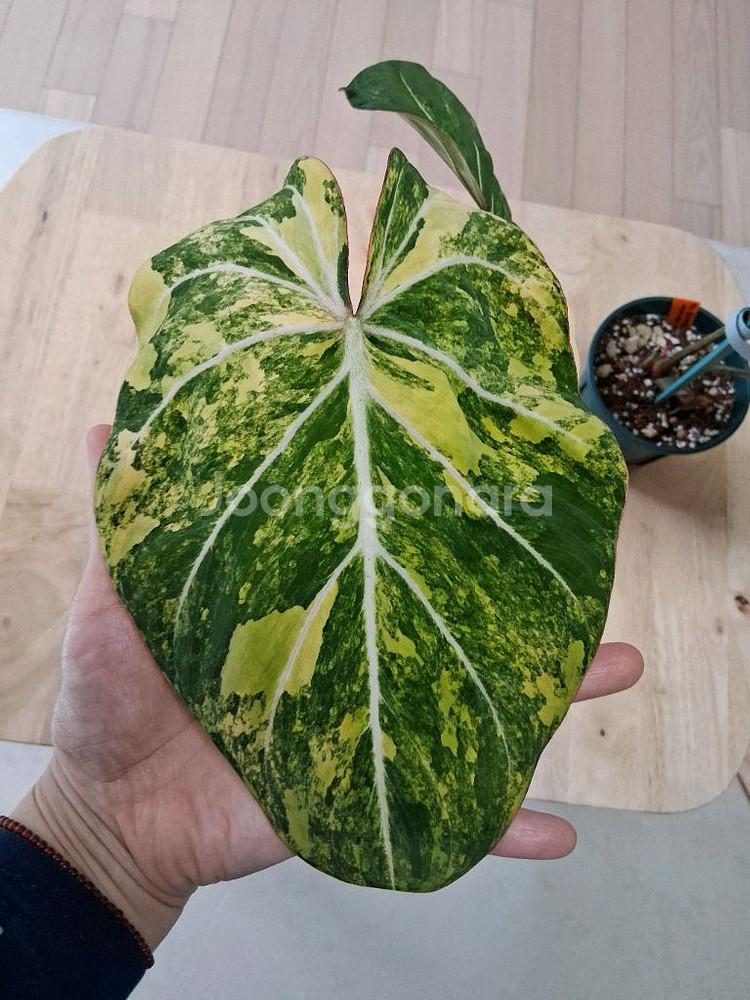 필로덴드론 글로리오섬 바리에가타--2