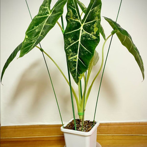 알로카시아 무늬프라이덱 데려가세요:)