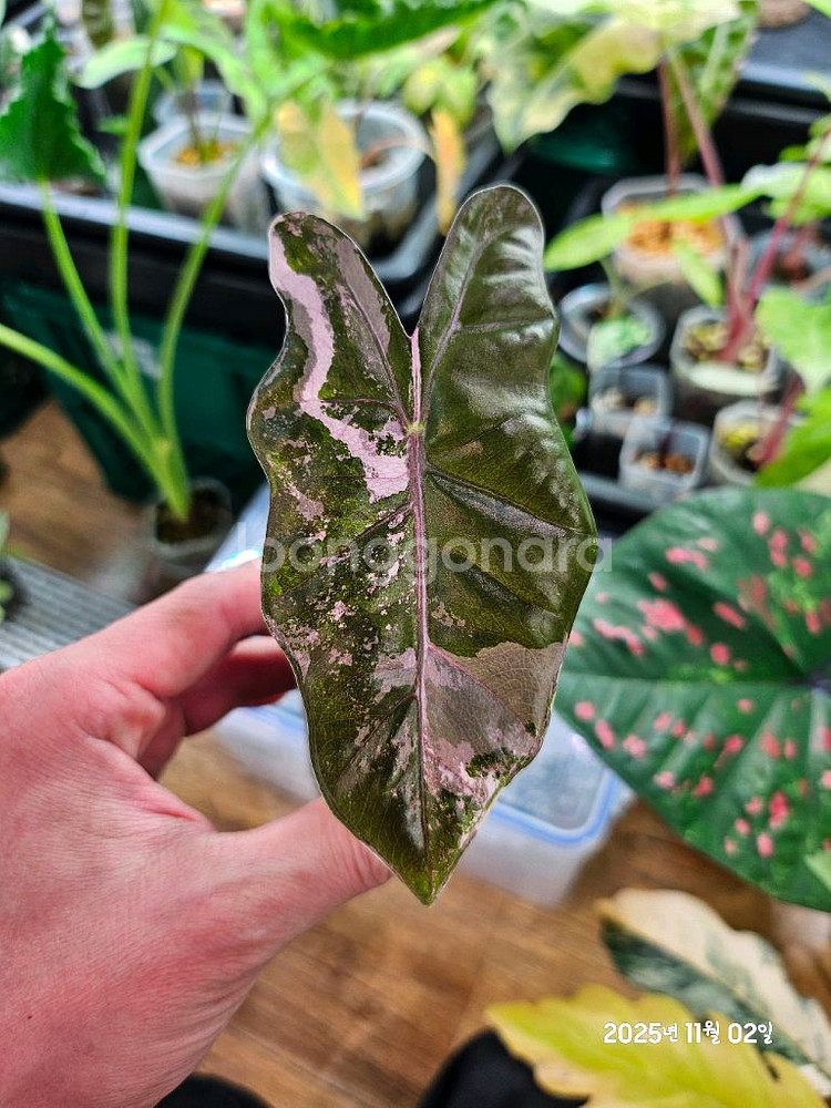 알로카시아 푸세이도 산데리아나 화이트핑크바리에가타--0