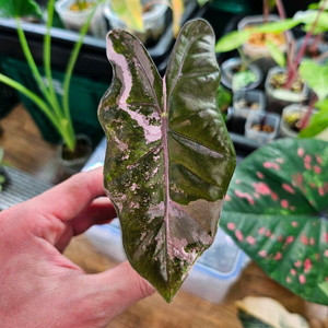 알로카시아 푸세이도 산데리아나 화이트핑크바리에가타