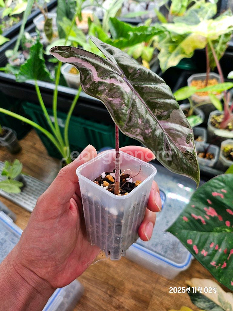 알로카시아 푸세이도 산데리아나 화이트핑크바리에가타--1