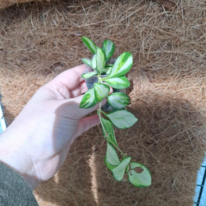 호야 휴스켈리아나 바리에가타