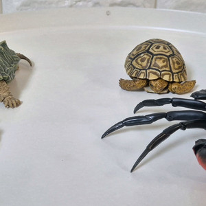 반다이 생물대도감 도마뱀 9종 판매합니다