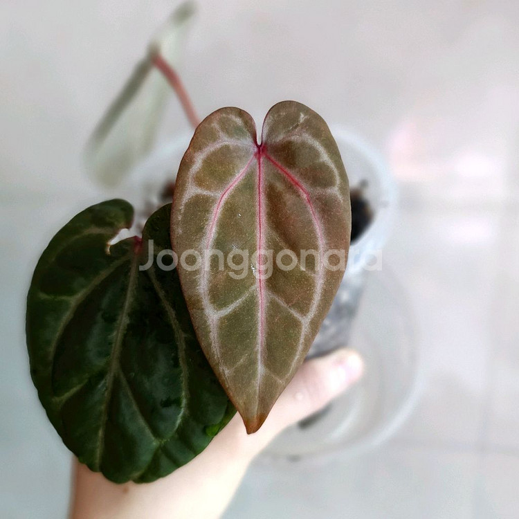 안스리움 자라미쉘x도리토스--0