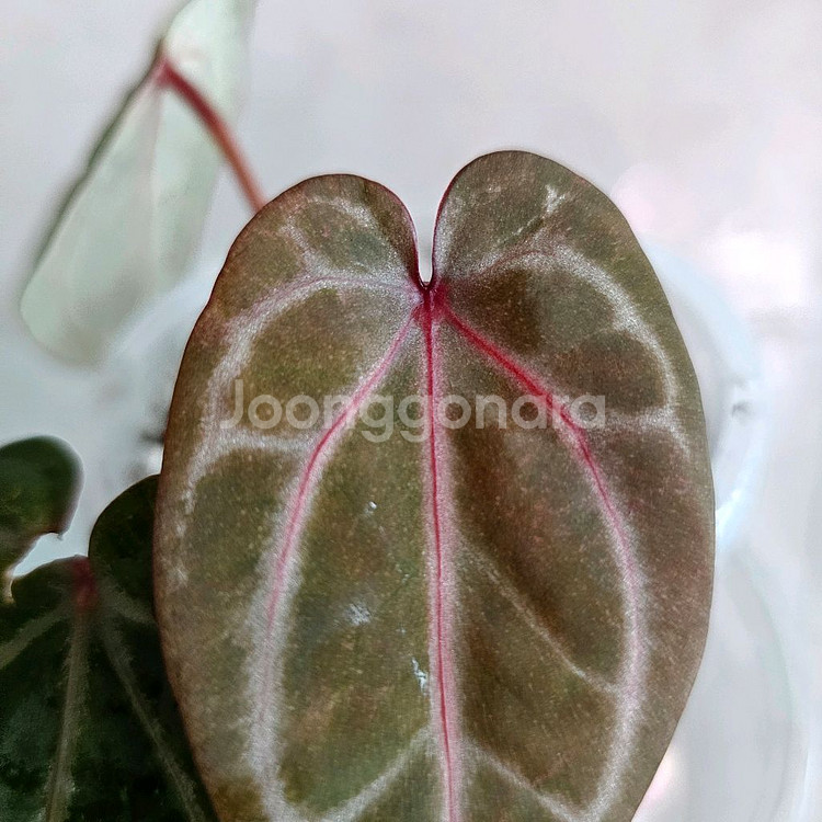 안스리움 자라미쉘x도리토스--1