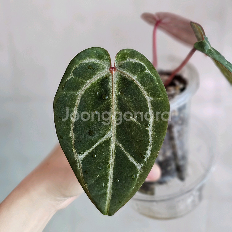 안스리움 자라미쉘x도리토스--2