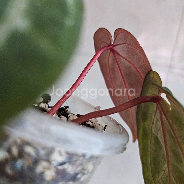 안스리움 자라미쉘x도리토스--3