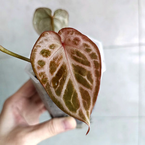 안스리움 레드크리스탈리넘