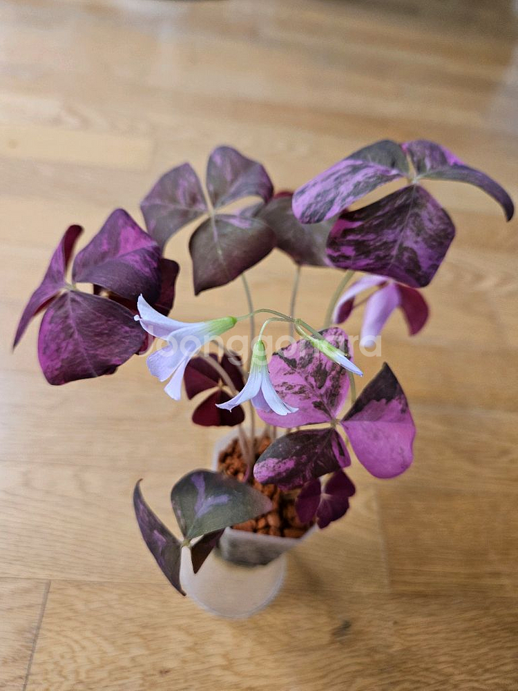 옥살리스 사랑초 바리에가타--0