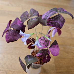 옥살리스 사랑초 바리에가타